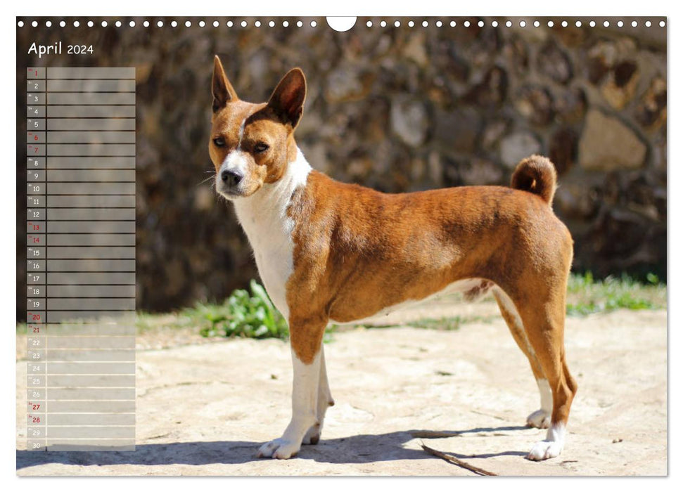 Basenji, der Kongo-Terrier (CALVENDO Wandkalender 2024)