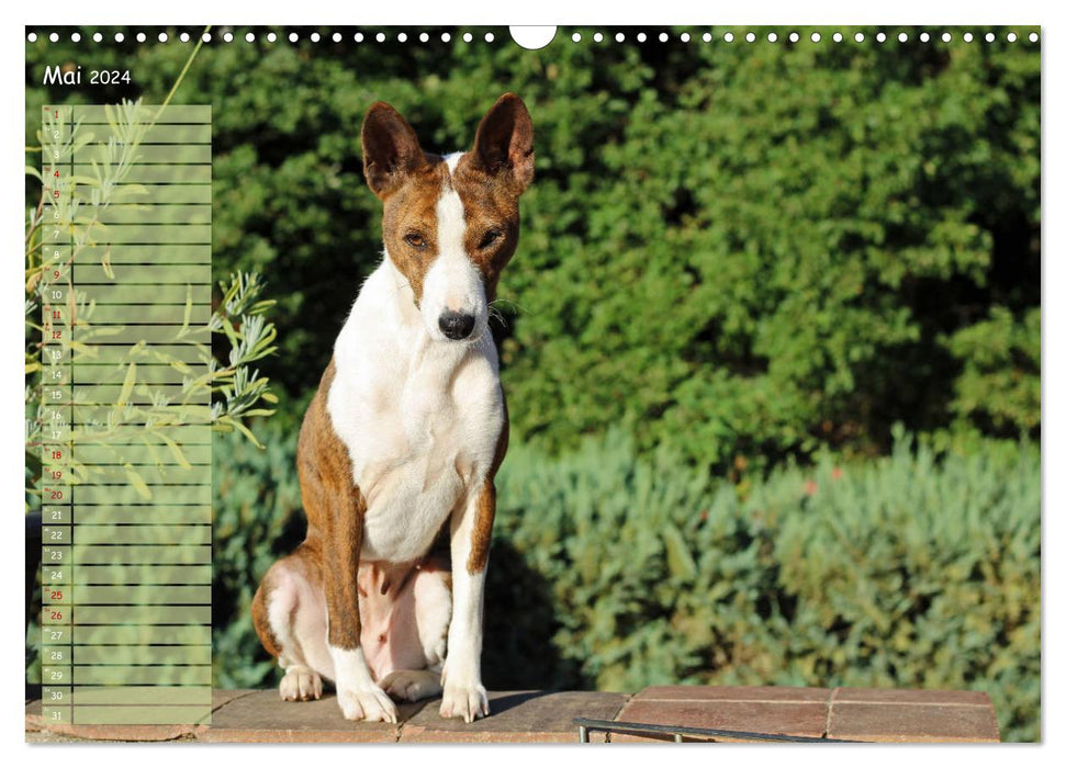 Basenji, der Kongo-Terrier (CALVENDO Wandkalender 2024)