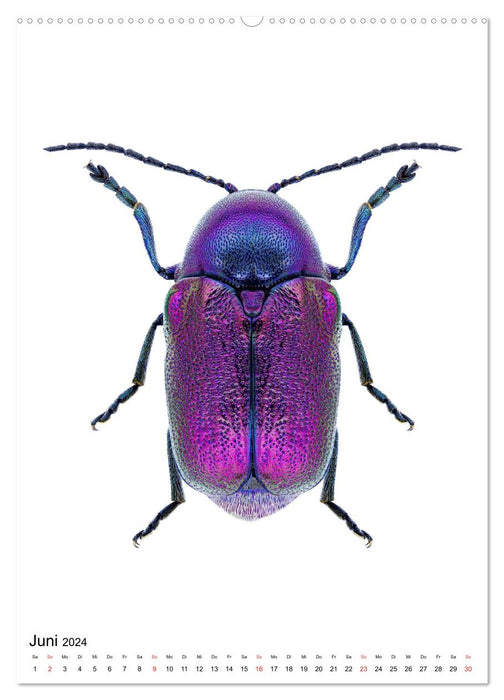 Die schönsten Käfer (CALVENDO Premium Wandkalender 2024)