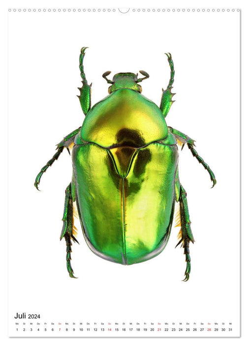 Die schönsten Käfer (CALVENDO Premium Wandkalender 2024)