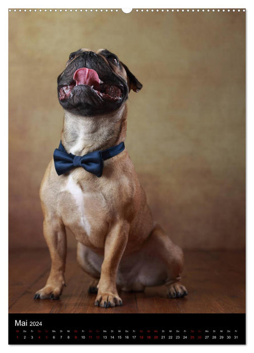 Bullys mit Charme - Französische Bulldoggen im Portrait (CALVENDO Wandkalender 2024)