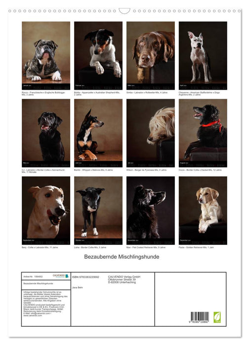 Adorables chiens de race mixte (Calendrier mural CALVENDO 2024) 