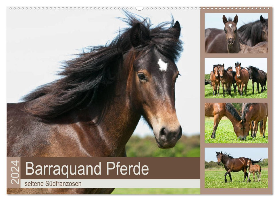 Chevaux Barraquand - chevaux rares du sud de la France (calendrier mural CALVENDO 2024) 