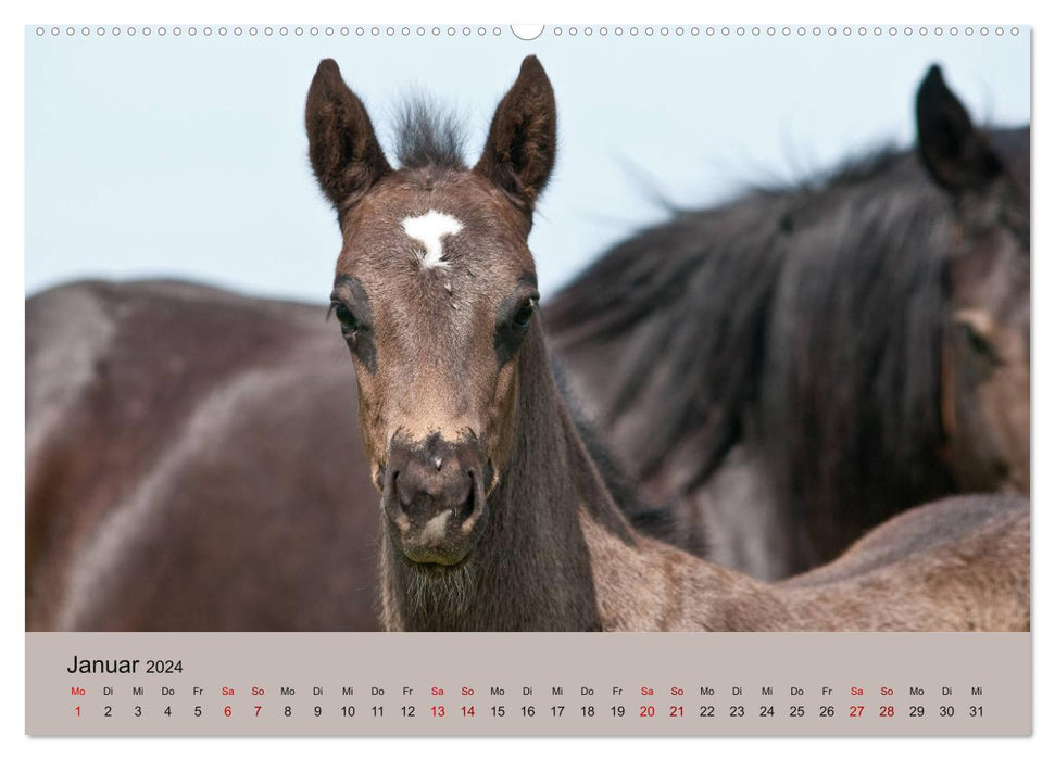 Chevaux Barraquand - chevaux rares du sud de la France (calendrier mural CALVENDO 2024) 