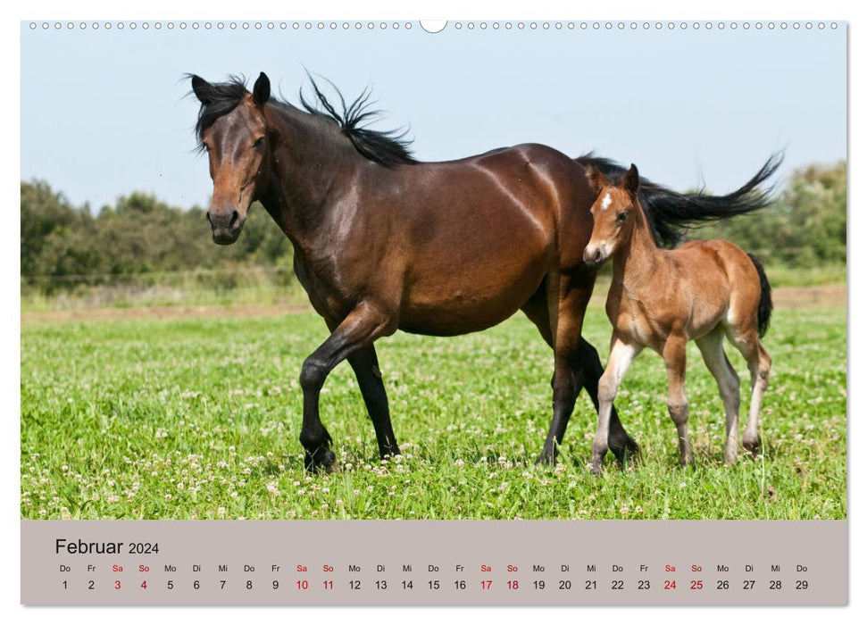 Chevaux Barraquand - chevaux rares du sud de la France (calendrier mural CALVENDO 2024) 