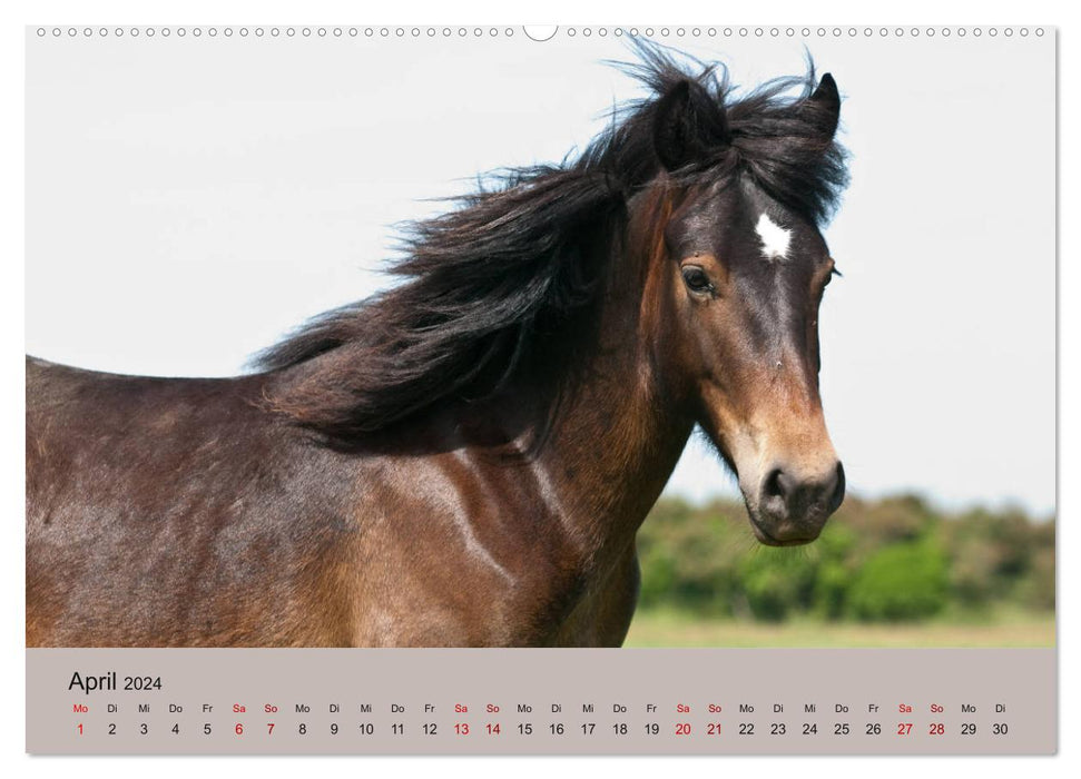 Chevaux Barraquand - chevaux rares du sud de la France (calendrier mural CALVENDO 2024) 