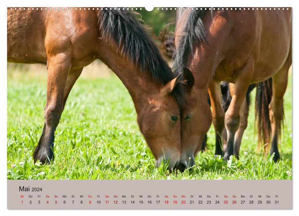 Chevaux Barraquand - chevaux rares du sud de la France (calendrier mural CALVENDO 2024) 