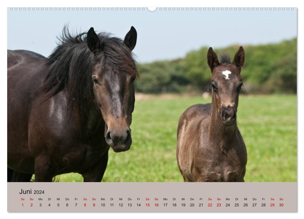 Chevaux Barraquand - chevaux rares du sud de la France (calendrier mural CALVENDO 2024) 