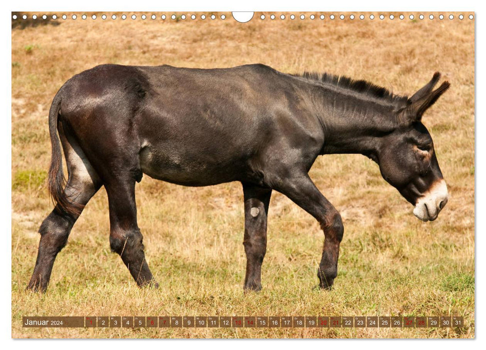 Esel - Sixtus Loreley (CALVENDO Wandkalender 2024)