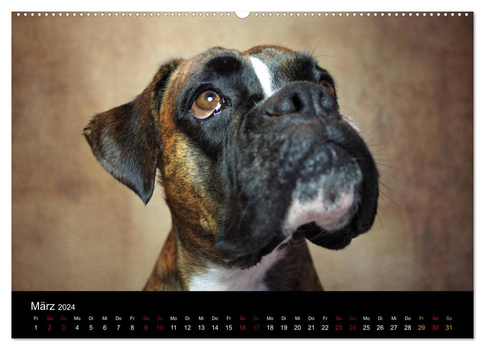 Liebenswerte Boxer (CALVENDO Wandkalender 2024)