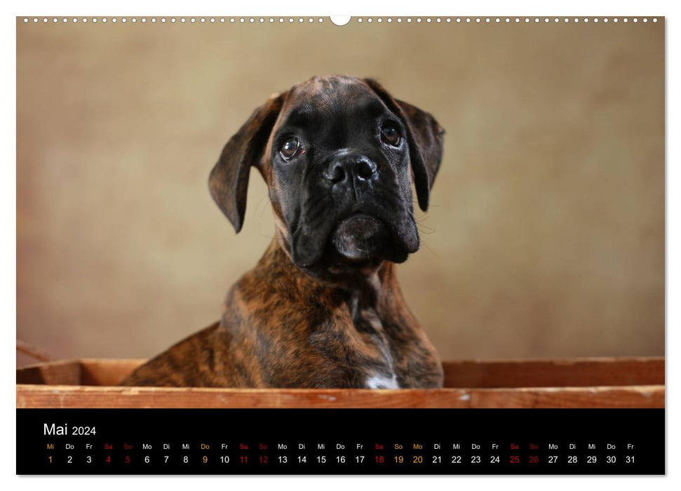 Liebenswerte Boxer (CALVENDO Wandkalender 2024)