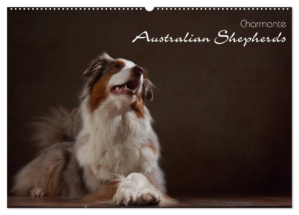 Charmante Australian Shepherds (CALVENDO Wandkalender 2024)