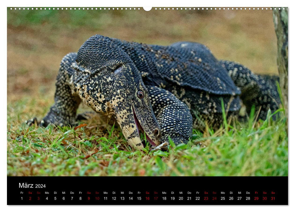Sri Lanka - Tierische Momente (CALVENDO Premium Wandkalender 2024)