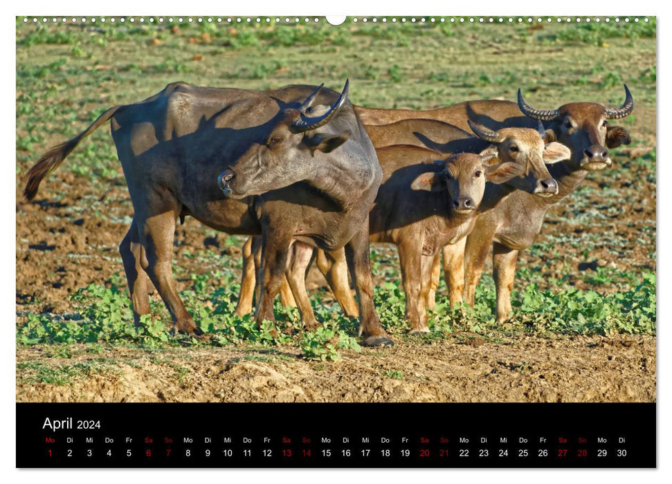 Sri Lanka – Moments animaux (Calvendo Premium Calendrier mural 2024) 