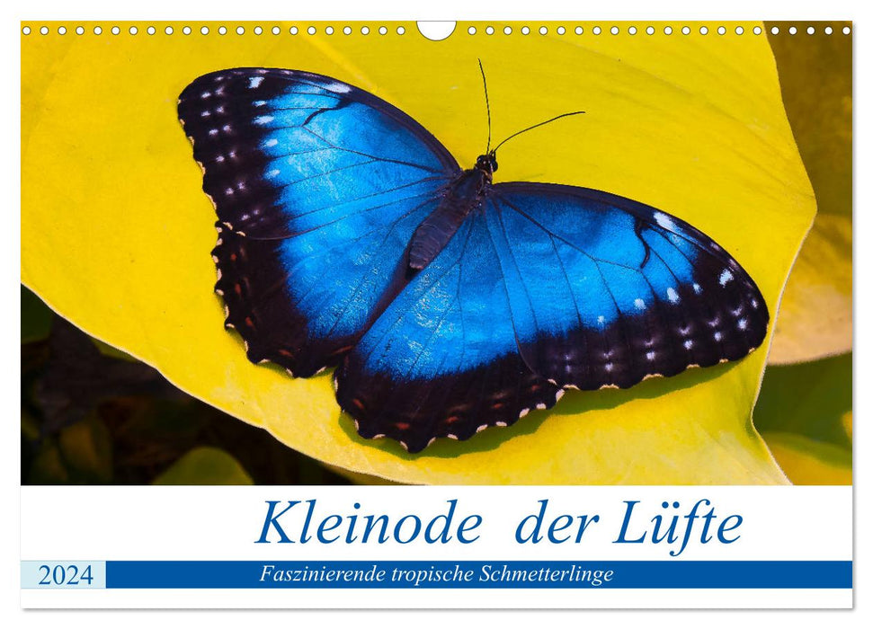 Kleinode der Lüfte - Faszinierende tropische Schmetterlinge (CALVENDO Wandkalender 2024)