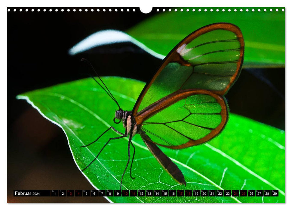 Joyaux de l'air - Papillons tropicaux fascinants (Calendrier mural CALVENDO 2024) 