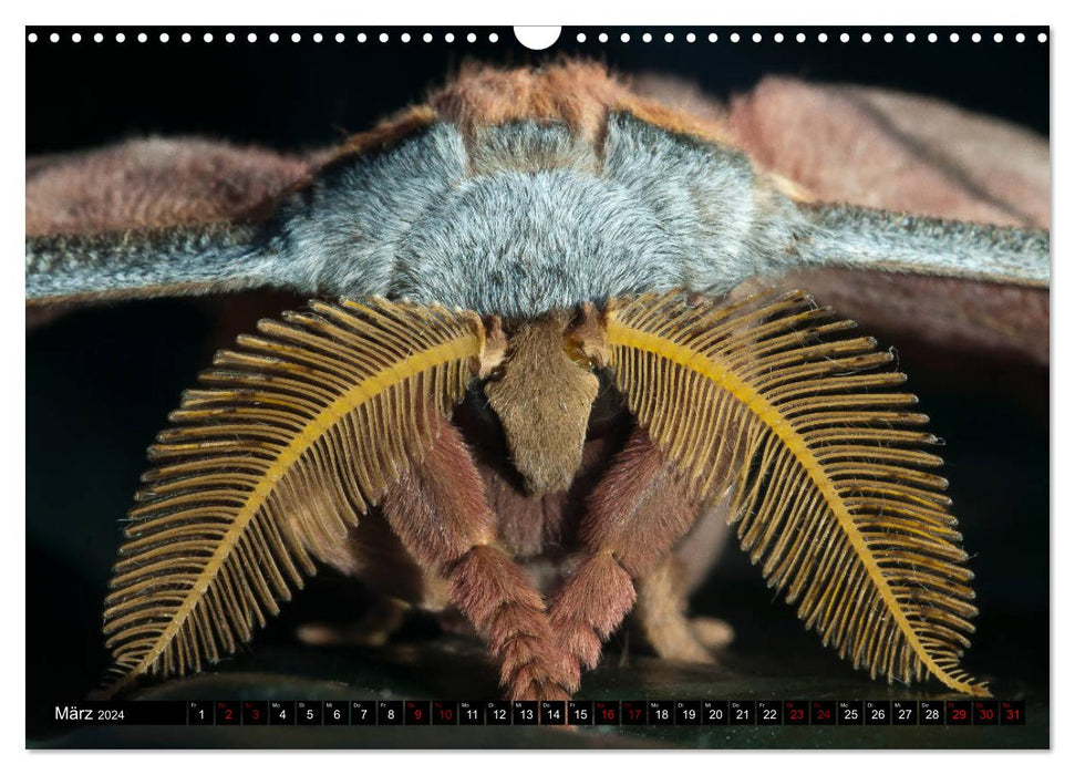 Kleinode der Lüfte - Faszinierende tropische Schmetterlinge (CALVENDO Wandkalender 2024)