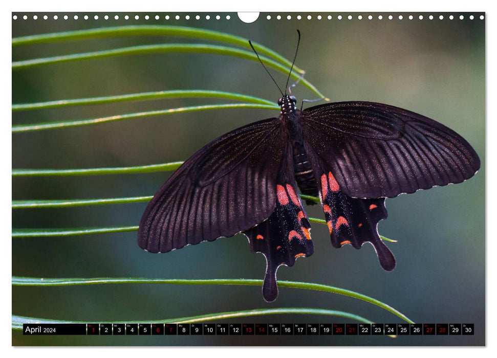 Joyaux de l'air - Papillons tropicaux fascinants (Calendrier mural CALVENDO 2024) 