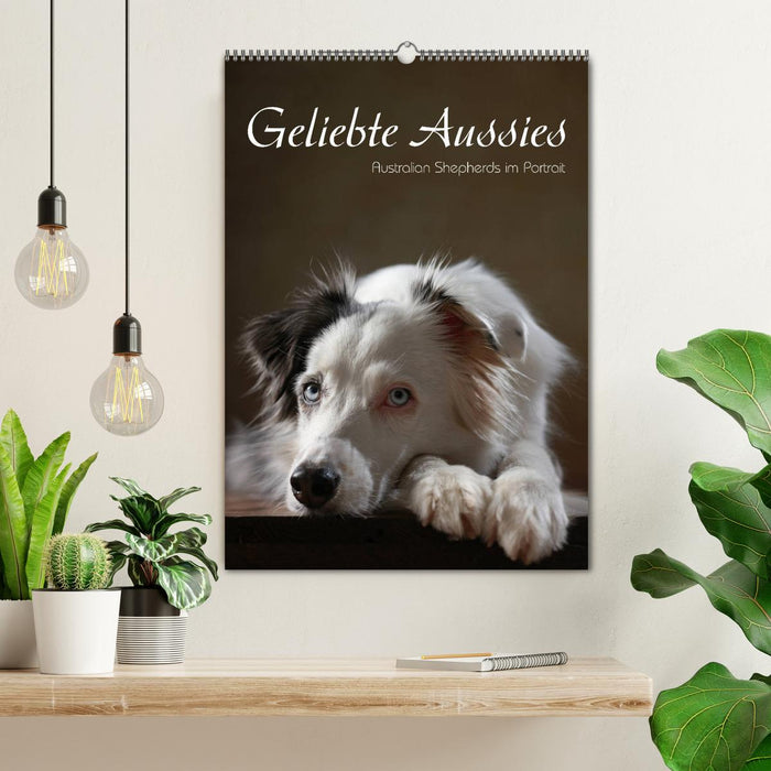 Geliebte Aussies - Australian Shepherds im Portrait (CALVENDO Wandkalender 2024)