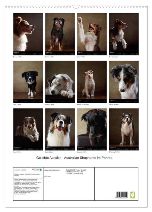 Geliebte Aussies - Australian Shepherds im Portrait (CALVENDO Wandkalender 2024)