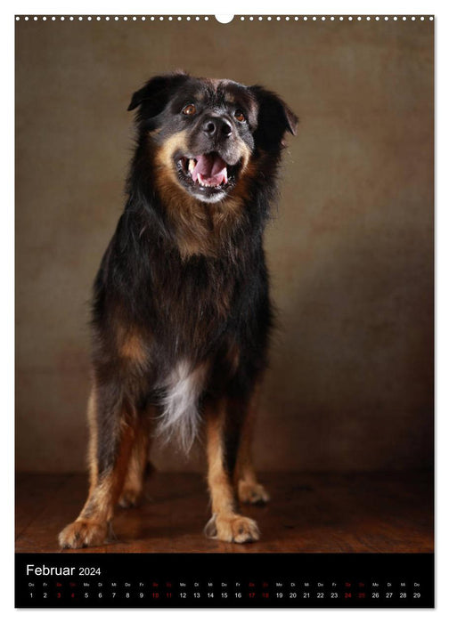 Geliebte Aussies - Australian Shepherds im Portrait (CALVENDO Wandkalender 2024)