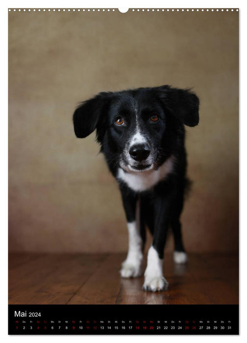 Geliebte Aussies - Australian Shepherds im Portrait (CALVENDO Wandkalender 2024)