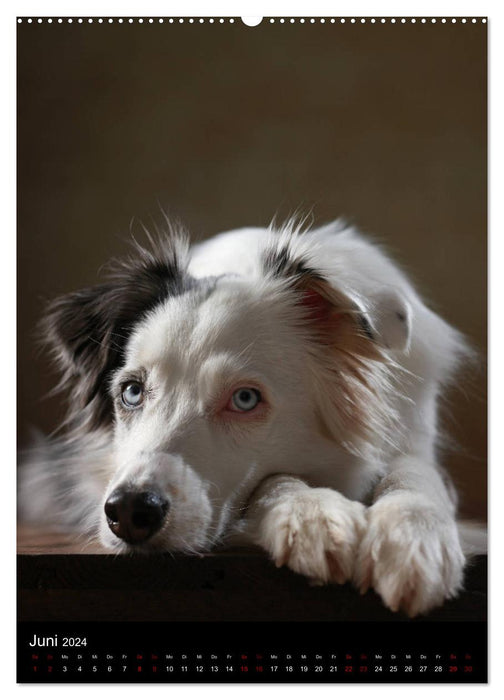 Geliebte Aussies - Australian Shepherds im Portrait (CALVENDO Wandkalender 2024)