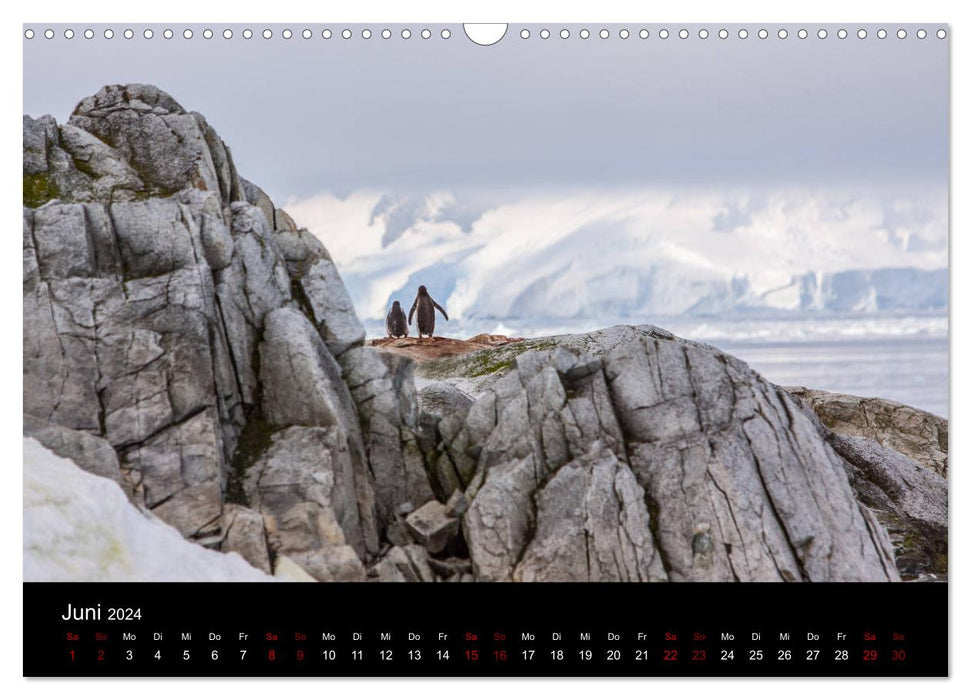 Fascination de l'Antarctique (Calendrier mural CALVENDO 2024) 