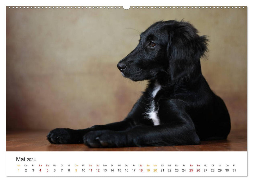 Looks de chiot (Calendrier mural CALVENDO 2024) 