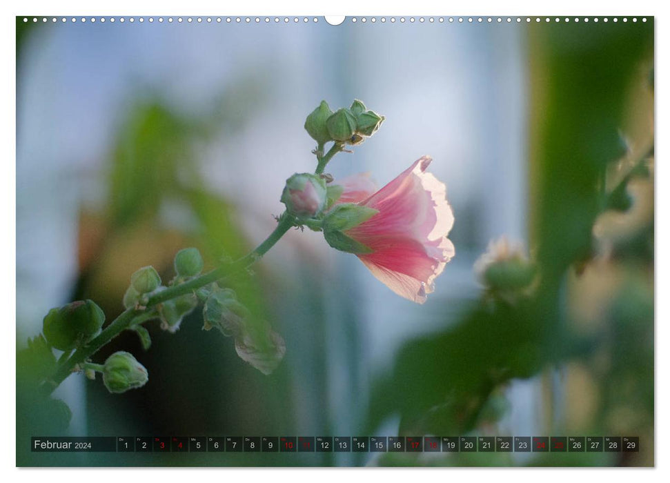 Roses trémières - Beautés oniriques (Calendrier mural CALVENDO 2024) 