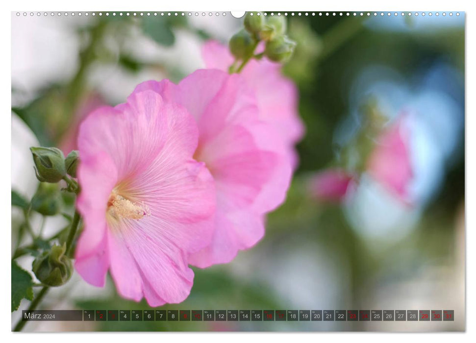 Roses trémières - Beautés oniriques (Calendrier mural CALVENDO 2024) 