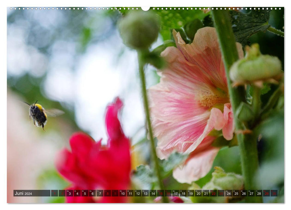 Roses trémières - Beautés oniriques (Calendrier mural CALVENDO 2024) 