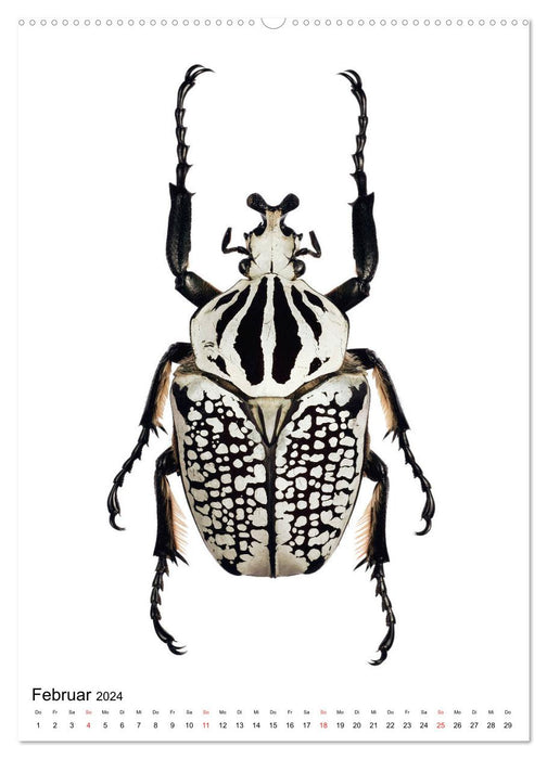 Die schönsten Käfer (CALVENDO Wandkalender 2024)