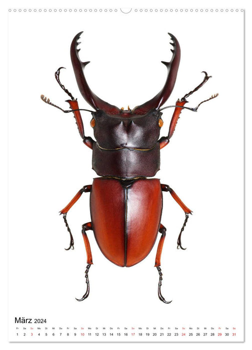 Die schönsten Käfer (CALVENDO Wandkalender 2024)