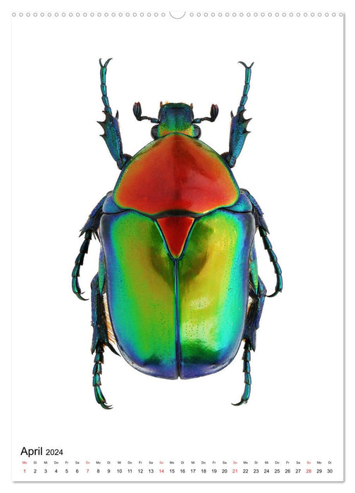 Les plus beaux coléoptères (Calendrier mural CALVENDO 2024) 
