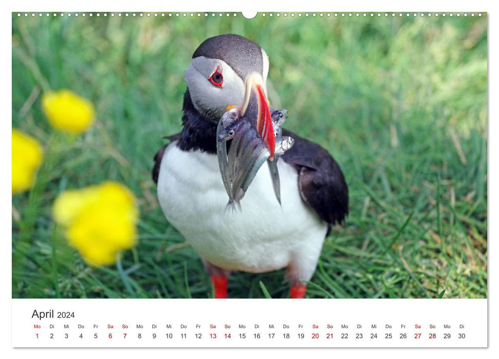 Macareux - clowns du monde des oiseaux nordiques (Calendrier mural CALVENDO 2024) 