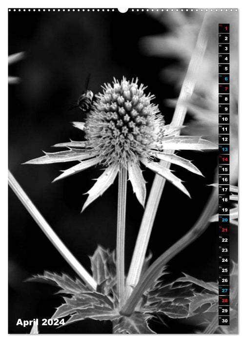 Niveaux de gris floraux – Noir et blanc (Calendrier mural CALVENDO 2024) 