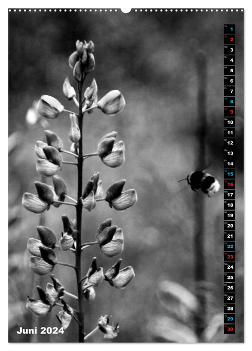 Blumige Graustufen - Schwarz und Weiß (CALVENDO Wandkalender 2024)