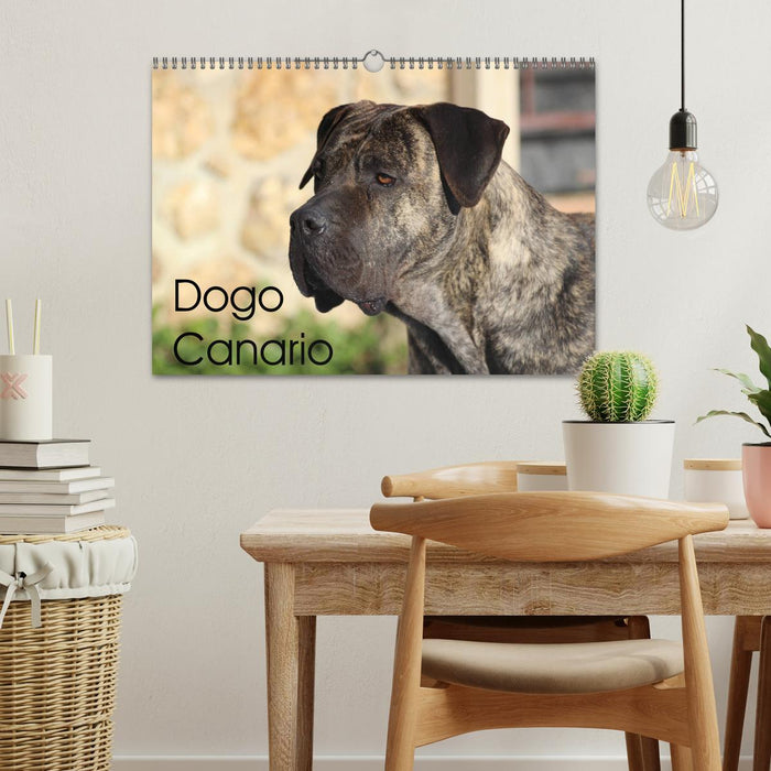 Dogo Canario (Calendrier mural CALVENDO 2024) 