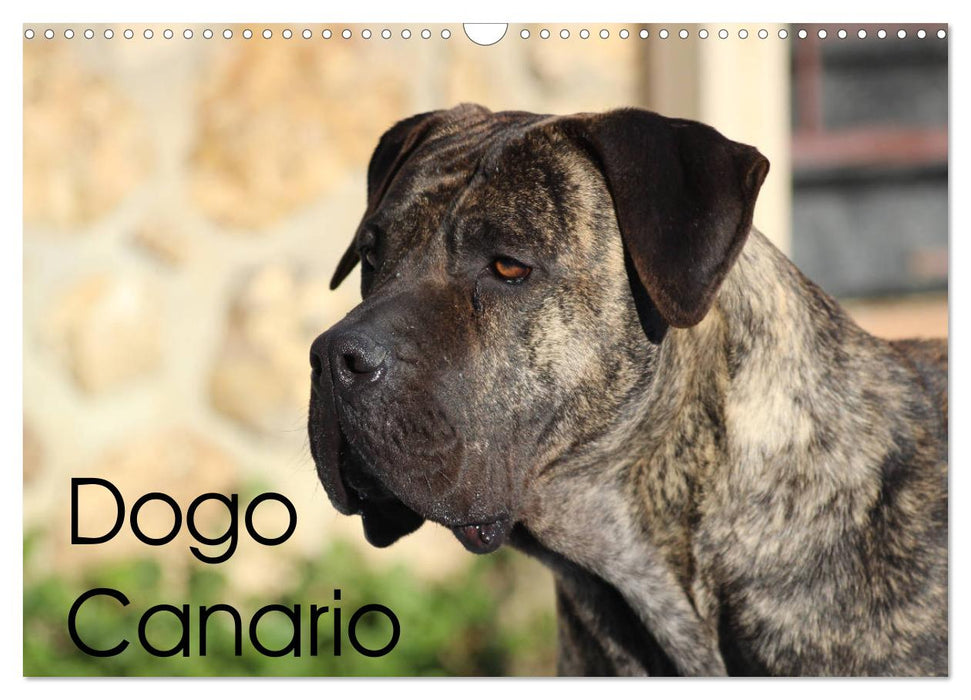 Dogo Canario (CALVENDO Wandkalender 2024)