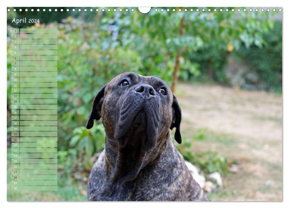 Dogo Canario (CALVENDO Wandkalender 2024)