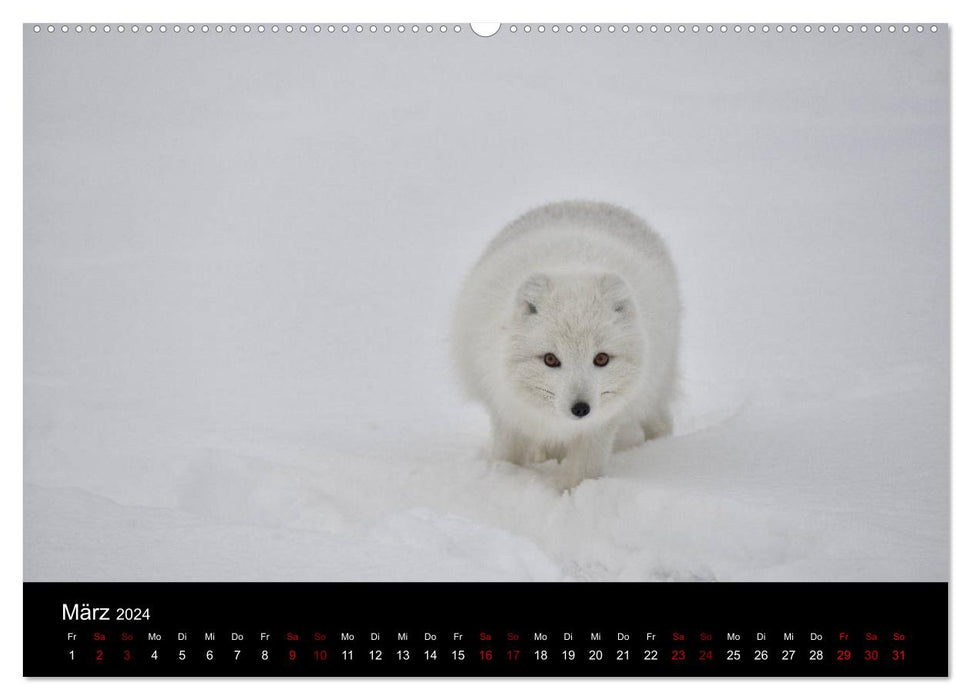 Polarfuchsstudien Wildlife (CALVENDO Premium Wandkalender 2024)