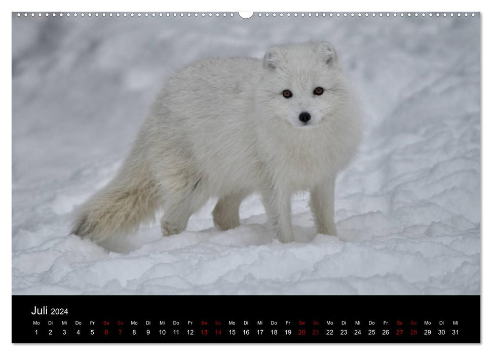 Polarfuchsstudien Wildlife (CALVENDO Premium Wandkalender 2024)