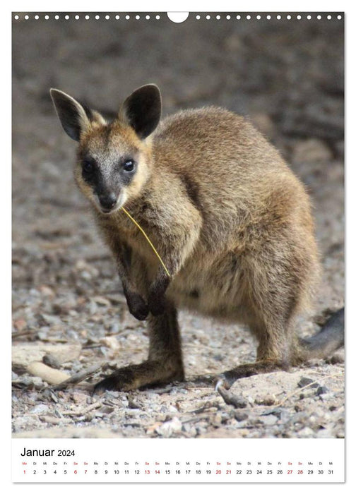 Australien träumen und erleben (CALVENDO Wandkalender 2024)