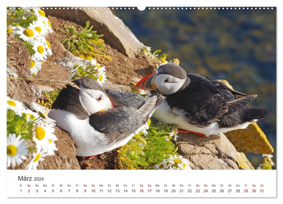 Macareux moines - clowns du monde des oiseaux nordiques (Calendrier mural CALVENDO Premium 2024) 