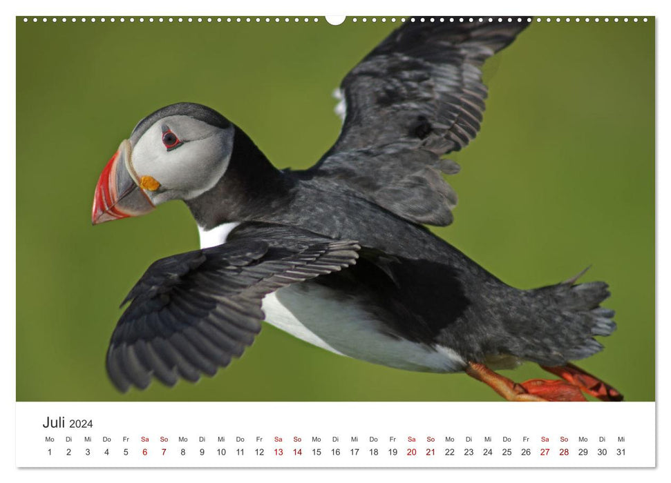 Macareux moines - clowns du monde des oiseaux nordiques (Calendrier mural CALVENDO Premium 2024) 