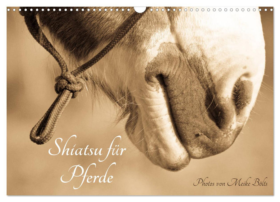 Shiatsu pour chevaux - photos de Meike Bölts (calendrier mural CALVENDO 2024) 