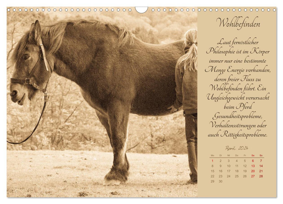 Shiatsu für Pferde - Photos von Meike Bölts (CALVENDO Wandkalender 2024)