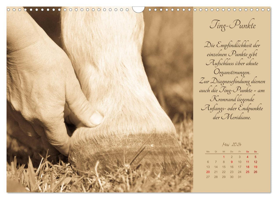Shiatsu für Pferde - Photos von Meike Bölts (CALVENDO Wandkalender 2024)