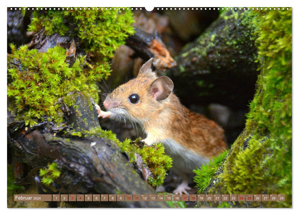 Grüsse von der Maus! (CALVENDO Premium Wandkalender 2024)